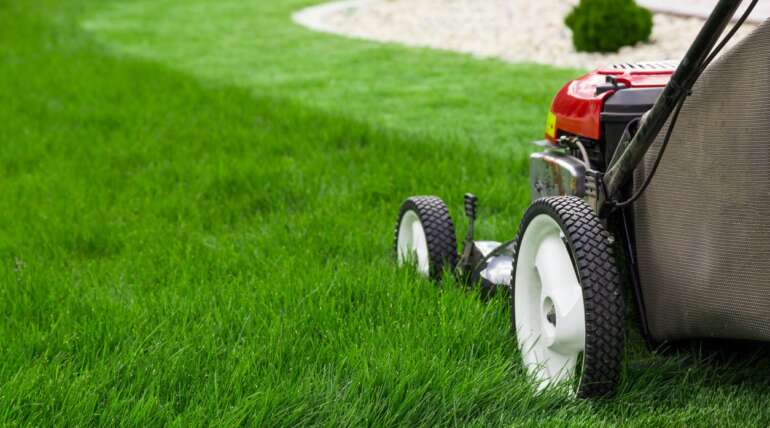 Consejos expertos para mantener un pasto sano y bonito