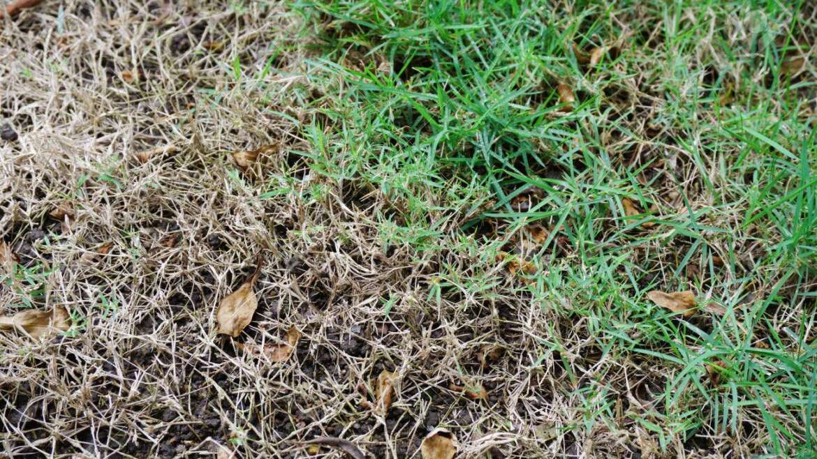 Recuperar un césped dañado: Pasos para un jardín verde y exuberante