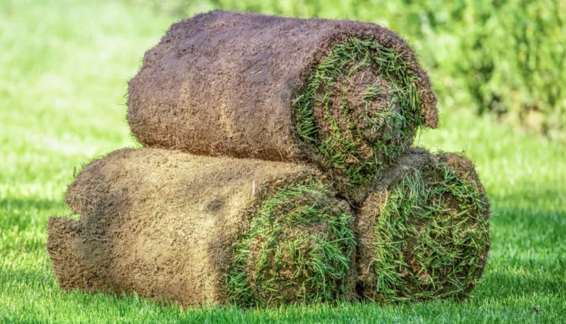 Cómo seleccionar el tipo de pasto adecuado para tu jardín