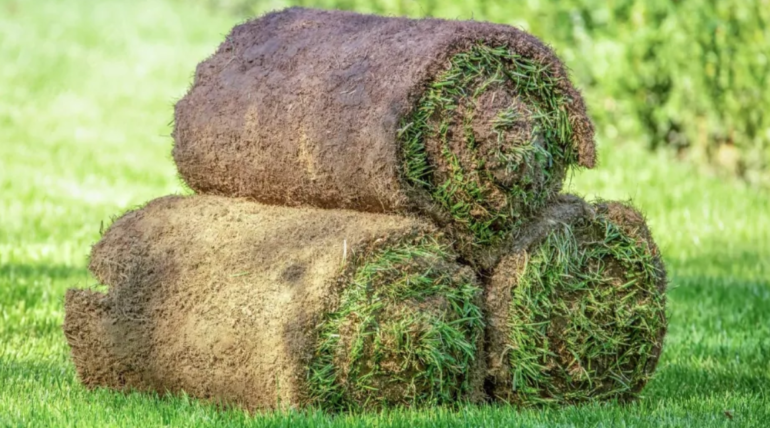 Cómo seleccionar el tipo de pasto adecuado para tu jardín
